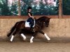 dressage horse Lady Gaga Pk (Westphalian, 2011, from L'espoir)