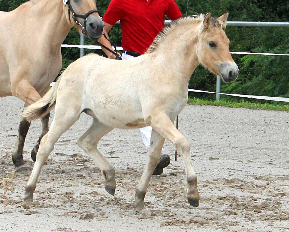 Pferd Gaja (Fjordpferd, 2021, von Mr. Tveiten N.2591)