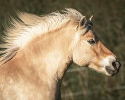 horse Rubina (Fjord Horse, 2011, from Haakon)