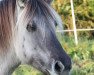 broodmare Jena (Fjord Horse, 1998)