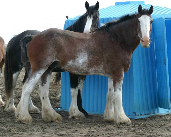 horse Battle River Oscar (Clydesdale, 2003, from Grandview Sir El Capitan)