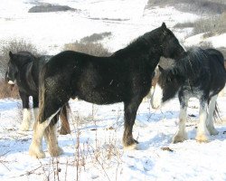 horse Battle River Odie (Clydesdale, 2012, from Cranbrook's Mr. Jock)