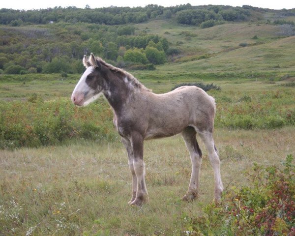 broodmare Battle River Nora (Clydesdale, 2014, from Hatfield Hightower)