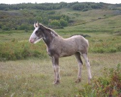 broodmare Battle River Nora (Clydesdale, 2014, from Hatfield Hightower)