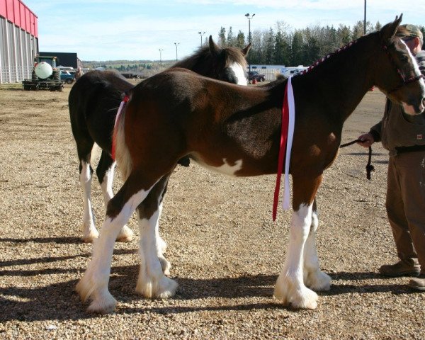 horse Battle River Millar (Clydesdale, 2012, from Joseph Lake's Gunsmoke)