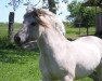 stallion Haakon (Fjord Horse, 1994, from Holtar)