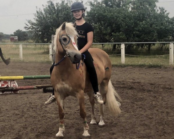 Pferd Milla 6 (Haflinger-Mix, 2003)