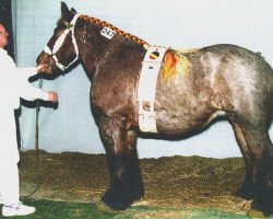 horse Rebecca van 't Zwaluwnest (Brabant/Belgian draft horse, 1993, from Constand van St. Martens)