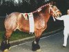 stallion Charmeur van de Paashoef (Brabant/Belgian draft horse, 1992, from Barrie van de Smidse)