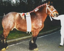 stallion Charmeur van de Paashoef (Brabant/Belgian draft horse, 1992, from Barrie van de Smidse)