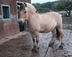 broodmare Ramona (Fjord Horse, 2014, from Vitus)