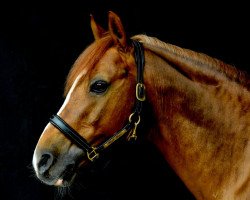 jumper High Hope (German Riding Pony, 2000, from Halifax)