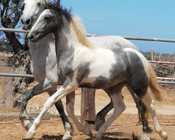 Pferd REBANO (Barockpinto, 2019)