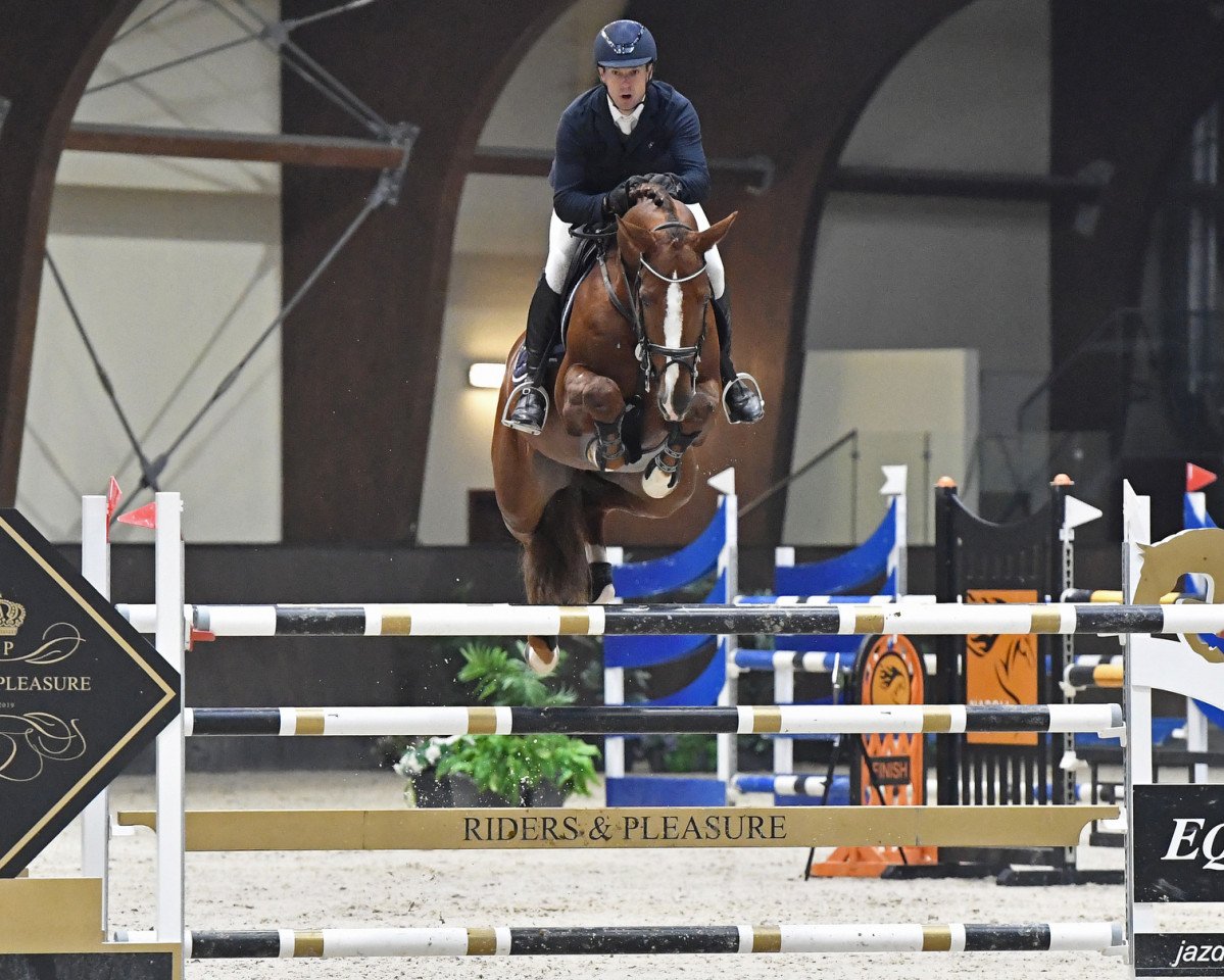 stallion Manchester van't Paradijs (Belgian Warmblood, 2012, from Elvis Ter Putte)