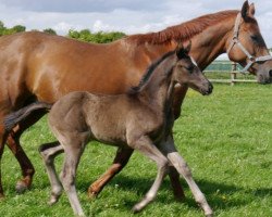 broodmare St.Pr. Loreen (Hanoverian, 2005, from Londonderry)