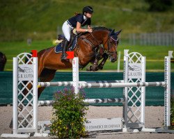 jumper Castlefield Illusion (Irish Sport Horse, 2005, from Quidam de Revel)