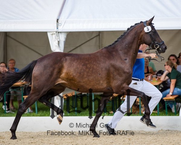 broodmare Giuliette (Austrian Warmblood, 2015, from E.H. Millennium)