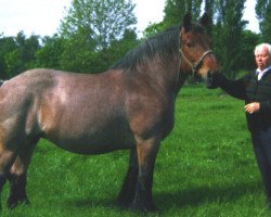 Pferd Zita van de Reep (Brabanter/Belgisches Kaltblut, 1987, von Baron van de Maasvallei)