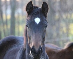 horse Berti (Westfale, 2019, from Baron)