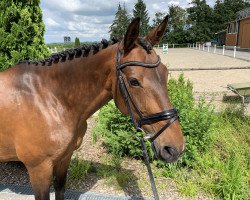 jumper Everla (KWPN (Royal Dutch Sporthorse), 2009, from Lord Z)