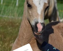 Pferd Leherfelds Be my Rockabella (Deutsches Reitpony, 2019, von Petit Rock the Moment)