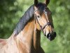 jumper Aragenta (Oldenburg show jumper, 2011, from DSP Araldik)