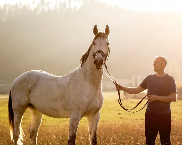 horse Life Style (Westphalian, 2008)