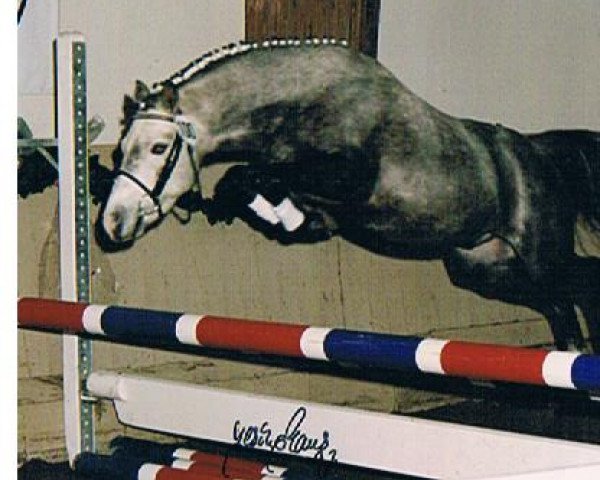 stallion Mendy Son (German Riding Pony, 1994, from Mendy)