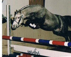 Deckhengst Mendy Son (Deutsches Reitpony, 1994, von Mendy)