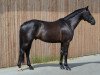 dressage horse Feinster Freitag (Hanoverian, 2015, from Finest)