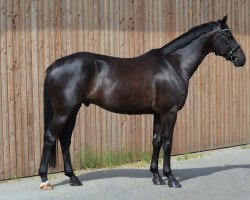 dressage horse Feinster Freitag (Hanoverian, 2015, from Finest)