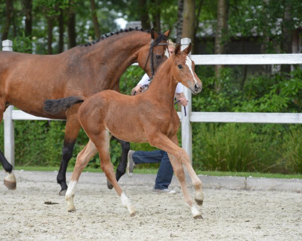 Springpferd CASTELLI PKZ Z (Zangersheide Reitpferd, 2013, von Cascadello)