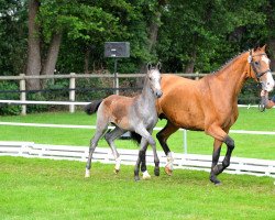 broodmare Werona (Holsteiner, 2006, from Casiro I)