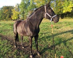 dressage horse Rendy Star (Lithuanians Warmblood, 2005, from Romeo-Star)