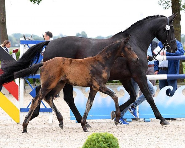 broodmare Freude 38 (Oldenburg, 2009, from San Amour I)