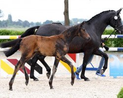 dressage horse Stutfohlen (Oldenburg, 2019, from For Dance)