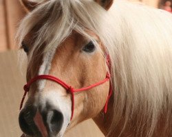 Pferd Wembley (Haflinger, 2002, von Windsor)