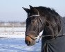 dressage horse Catalan 13 (Trakehner, 2000, from Sir Shostakovich xx)