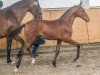 jumper Dia Dario (Oldenburg show jumper, 2019, from Dia Corrado)