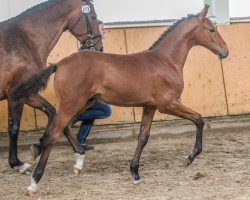 Pferd Dia Dario (Oldenburger Springpferd, 2019, von Dia Corrado)