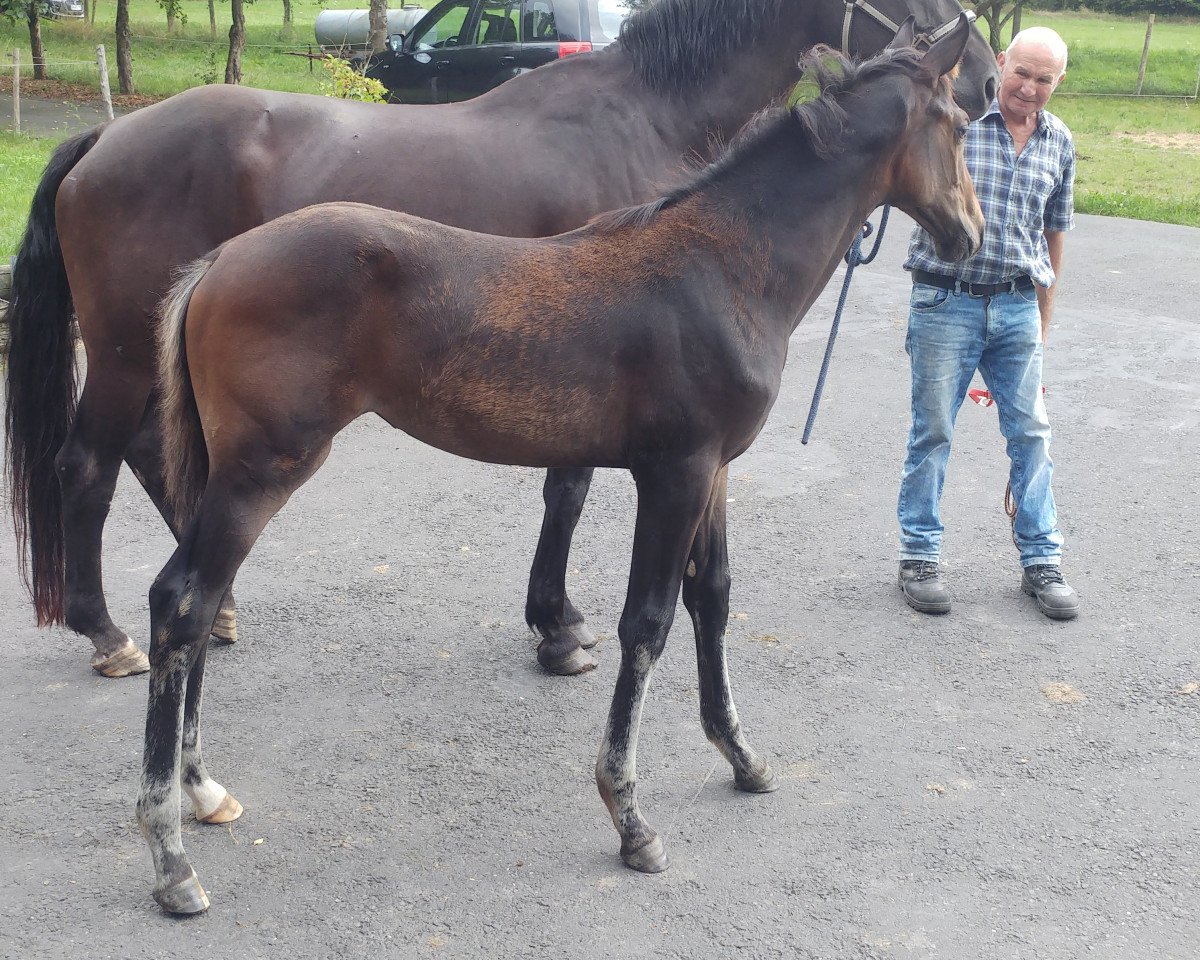horse Stute von Fürst Wallerstein / Filmstar (Westphalian, 2019, from Fürst Wallerstein)