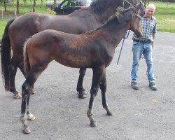 dressage horse Stute von Fürst Wallerstein / Filmstar (Westphalian, 2019, from Fürst Wallerstein)