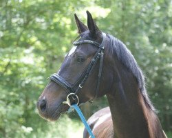 dressage horse Wahida (German Sport Horse, 2013, from Decurio 3)