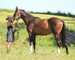 horse Susanna (Deutsches Sportpferd, 2017, from Perigueux)