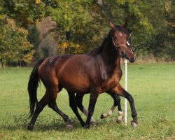 Pferd Selina (Deutsches Sportpferd, 2009, von Contract)