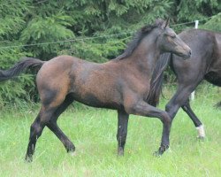 Pferd z.Z. noch Mausi (Deutsches Reitpferd, 2019, von Diacontinus)