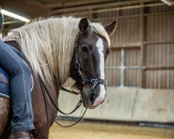 horse Ronaldo (Black Forest Fox, 2005, from Wirtsjunge)