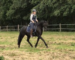 dressage horse Fior Liza (Hanoverian, 2016, from Fürstenball)