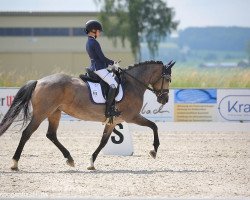 dressage horse Sissi 814 (German Riding Pony, 2006, from Santiago)