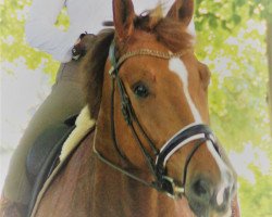 dressage horse Steve Mc Queen (Hanoverian, 2012, from Spörcken)